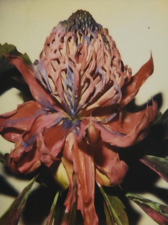 Nobuyoshi Araki - UNIQUE Polaroid Photo I