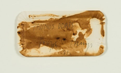 Joseph Beuys - Original PRUNUS DDRIS