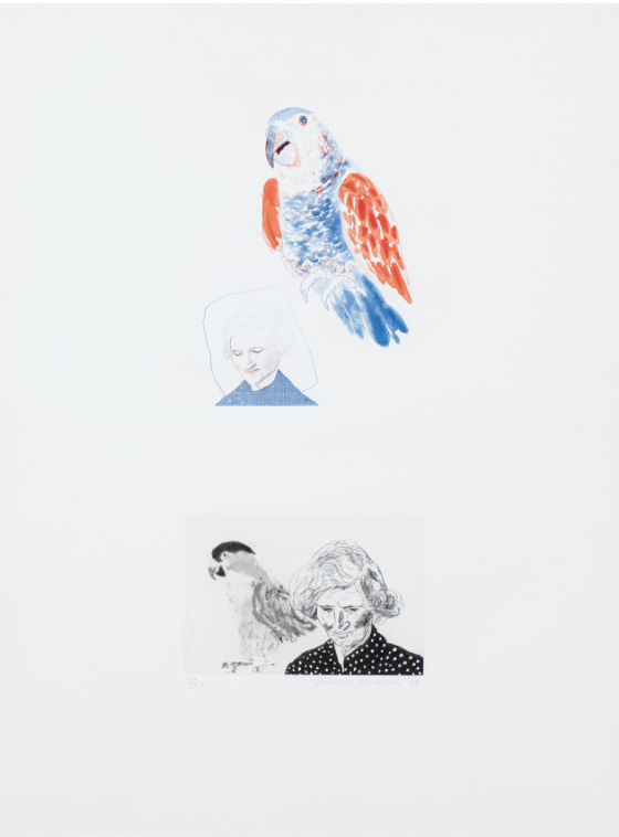 David Hockney - My Mother With a Parrot