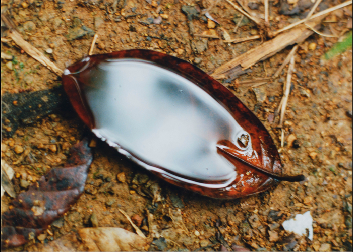 Wolfgang Tillmans (German 1968) - LEAF